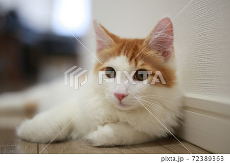 猫 猫 72389363