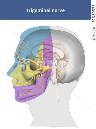 骨 機関 分布 72389578