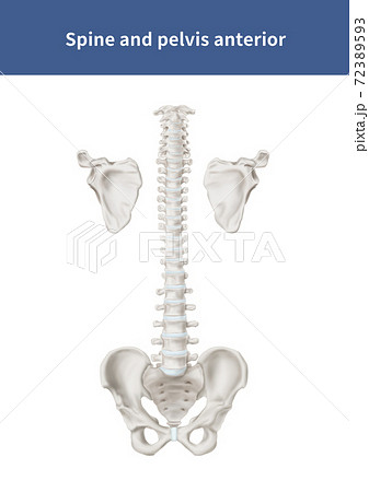 骨 骨盤 フロント 72389593