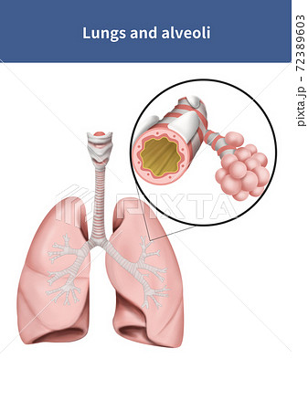 骨 機関 肺のイラスト素材