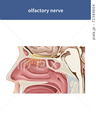 骨 機関 解剖学のイラスト素材