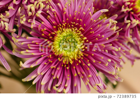Pink-green garden buds of beautiful Asters. Macro photography of flowers Pink-green garden buds of beautiful Asters. Macro photography of flowers 72389735
