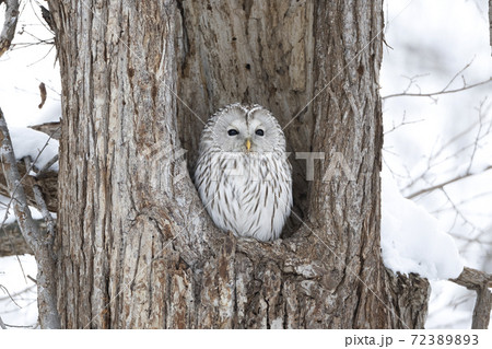 真面目な顔のエゾフクロウ 72389893