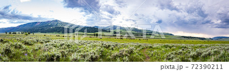 Bison in Yellowstone 72390211