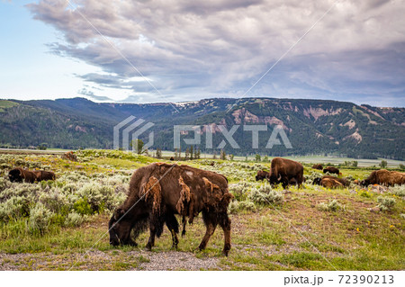Bison in Yellowstone 72390213