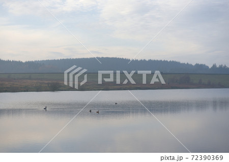 Tranquil scene of ducks floating on a reservoir. People in background 72390369