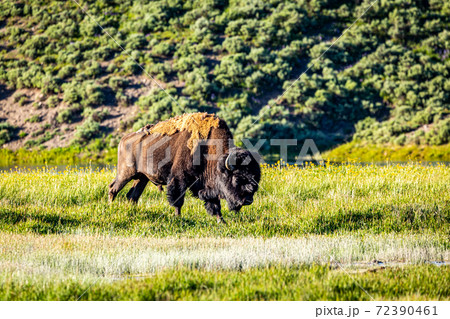 Bison at Yellowstone 72390461