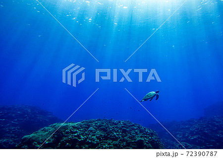 沖縄の海底で海亀と出会う 沖縄の海底で海亀と出会う 72390787