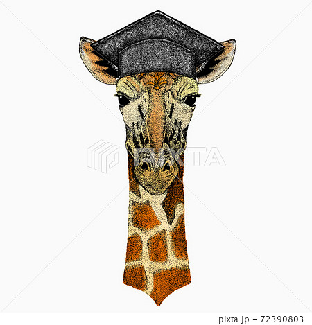 Vector giraffe portrait. Square academic cap, graduate cap, cap, mortarboard. African safari animal head. Vector giraffe portrait. Square academic cap, graduate cap, cap, mortarboard. African safari animal head. 72390803