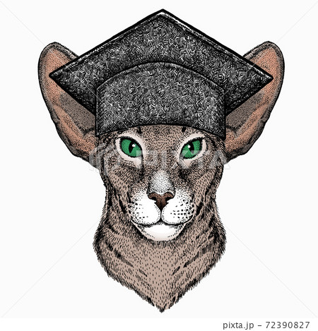 Oriental cat. Square academic cap, graduate cap, cap, mortarboard. Oriental cat. Square academic cap, graduate cap, cap, mortarboard. 72390827