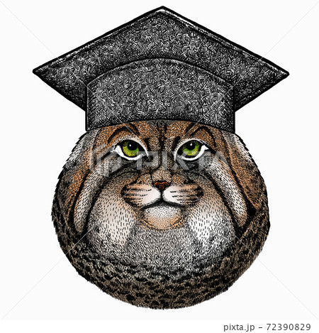 Pallass cat. Square academic cap, graduate cap, cap, mortarboard. Vector portrait, wild cat head, wild cat face. Pallass cat. Square academic cap, graduate cap, cap, mortarboard. Vector portrait, wild cat head, wild cat face. 72390829
