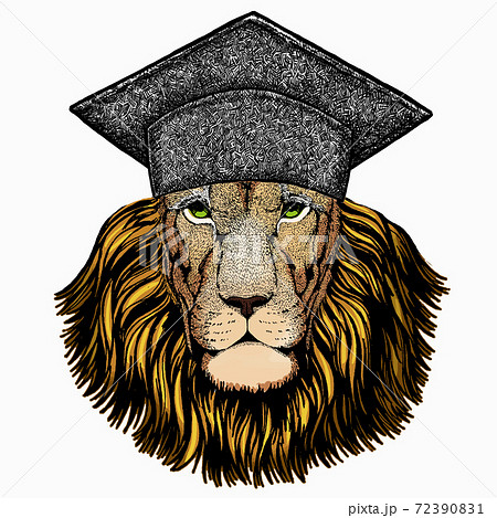 Lion. Portrait of wild lion. Square academic cap, graduate cap, cap, mortarboard. Safari animal head. 72390831