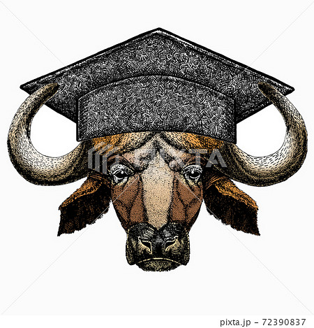 Buffalo Bison mascot head. Square academic cap, graduate cap, cap, mortarboard. Animal portrait. 72390837