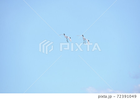 青空を飛ぶ二羽のタンチョウ（北海道・鶴居） 72391049