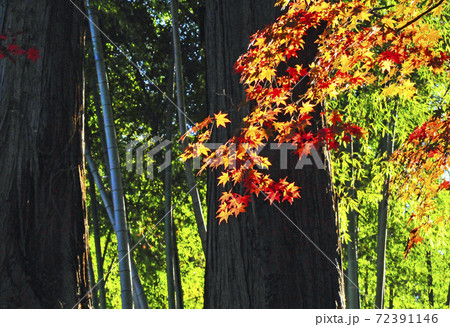 紅葉のもみじ 紅葉のもみじ 72391146