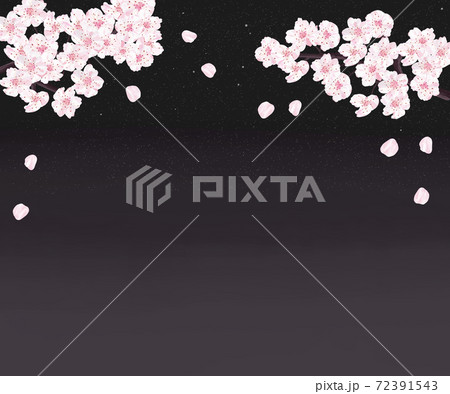 満開の夜桜　シナミザクラ 72391543