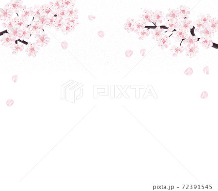 満開の桜　シナミザクラ　バナー 72391545