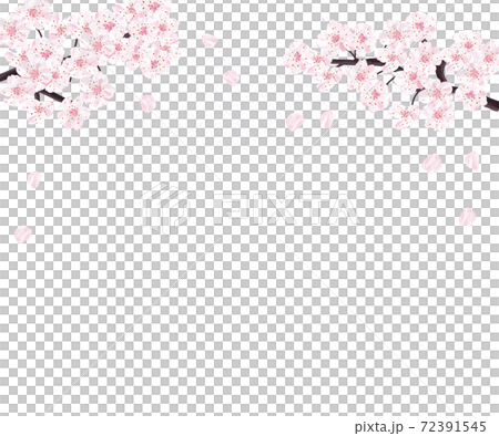 Cherry blossoms in full bloom Shinamizakura banner 72391545