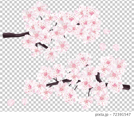 Cherry blossoms in full bloom 72391547