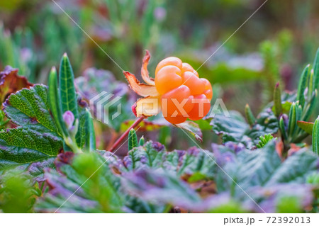 Fresh cloudberry in summer forest in Finland. 72392013