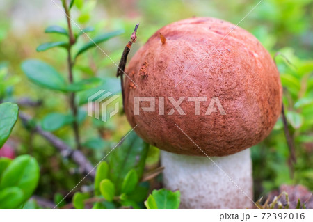 Leccinum aurantiacum mushroom, boletus. Edible mushroom growing in the forest Leccinum aurantiacum mushroom, boletus. Edible mushroom growing in the forest 72392016
