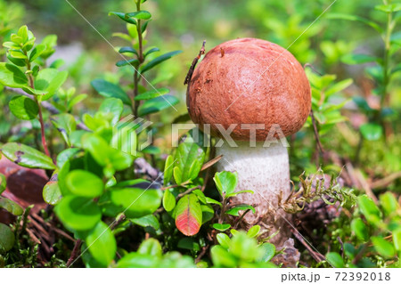 Leccinum aurantiacum mushroom, boletus. Edible mushroom growing in the forest 72392018