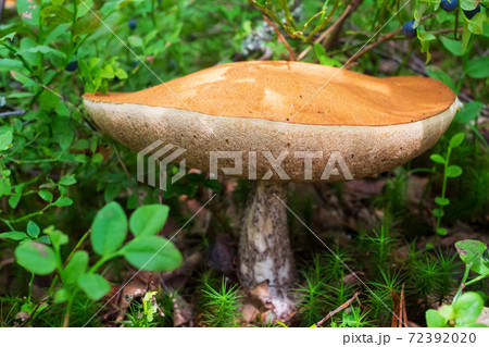 Leccinum aurantiacum mushroom, boletus. Edible mushroom growing in the forest 72392020