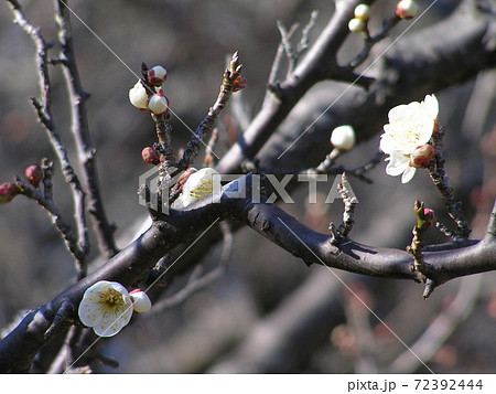 ウメ 72392444