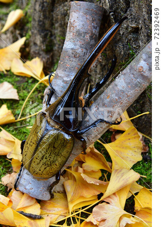 ヘラクレスヘラクレス ヘラクレスヘラクレス 72392469