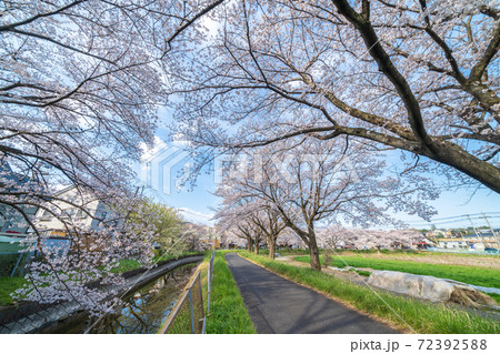 さいたま市 見沼田んぼの桜回廊 春 さいたま市 見沼田んぼの桜回廊 春 72392588