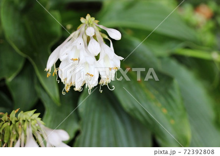 白い擬宝珠の花 白い擬宝珠の花 72392808