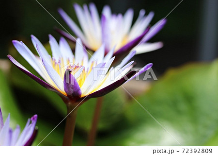 薄紫の睡蓮の花 薄紫の睡蓮の花 72392809