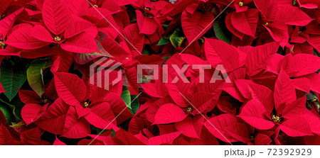 A group of poinsettia plants. Ideal image for holidays. A group of poinsettia plants. Ideal image for holidays. 72392929