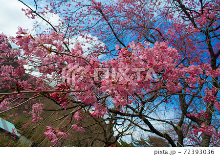 鬼怒川温泉の桜 鬼怒川温泉の桜 72393036