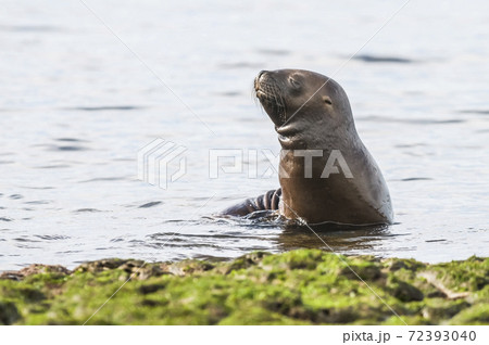 Sea Lion baby, Peninsula Valdes, Heritage Site, Patagonia, Argentina 72393040