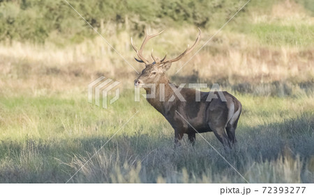 Red deer herd in Calden forest, La Pampa, Argentina. Red deer herd in Calden forest, La Pampa, Argentina. 72393277