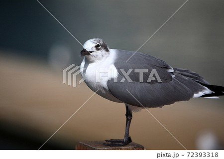 メキシコ　カンクンリゾート 72393318