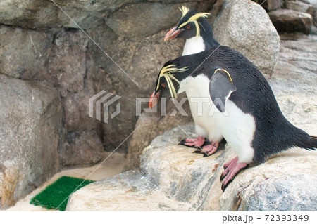 興味津々で何かを見つめるペンギン 興味津々で何かを見つめるペンギン 72393349