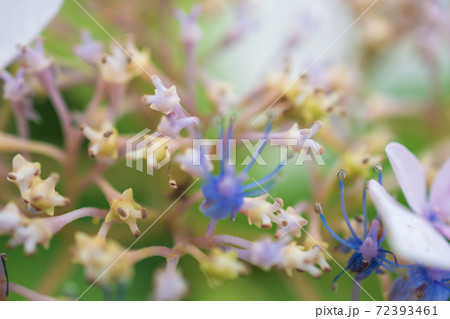 ガクアジサイの花 ガクアジサイの花 72393461