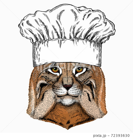 Lynx, bobcat. Chef cook hat. Restaurant logo. Wild cat. Vector portrait of cat head. Lynx, bobcat. Chef cook hat. Restaurant logo. Wild cat. Vector portrait of cat head. 72393630