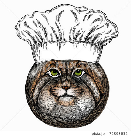 Pallass cat. Chef cook hat. Restaurant logo. Vector portrait, wild cat head, wild cat face. Pallass cat. Chef cook hat. Restaurant logo. Vector portrait, wild cat head, wild cat face. 72393652