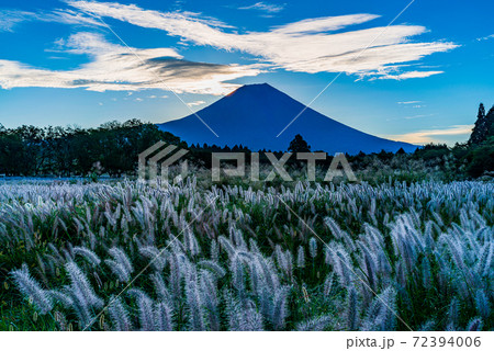 (静岡県)朝霧高原のチカラシバ 富士山 (静岡県)朝霧高原のチカラシバ 富士山 72394006