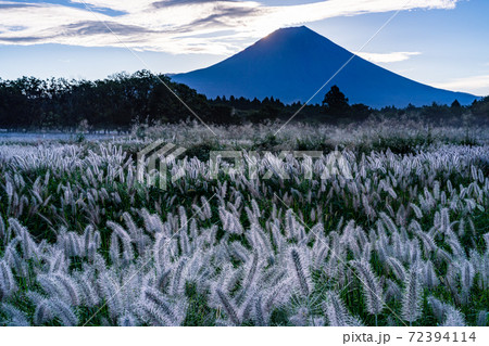 （静岡県）朝霧高原のチカラシバ　富士山　彩雲 72394114