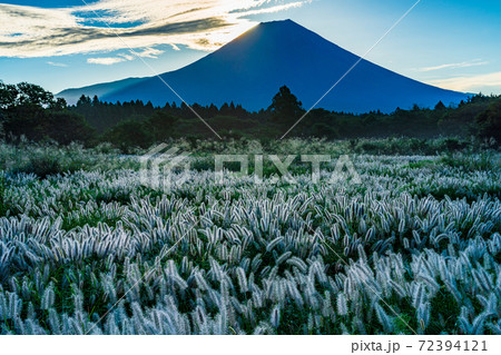 （静岡県）朝霧高原のチカラシバ　富士山　彩雲 72394121