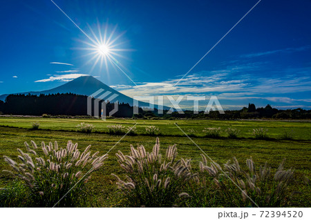 （静岡県）朝霧高原のチカラシバとダイヤモンド富士 72394520