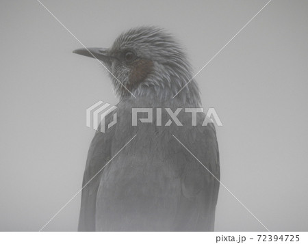 曇天に寂しげに佇むヒヨドリは水墨画のよう 72394725