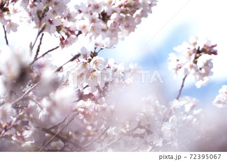 桜咲き誇る 桜咲き誇る 72395067