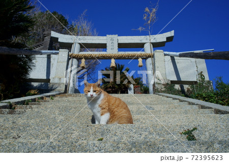 地島の猫 地島の猫 72395623