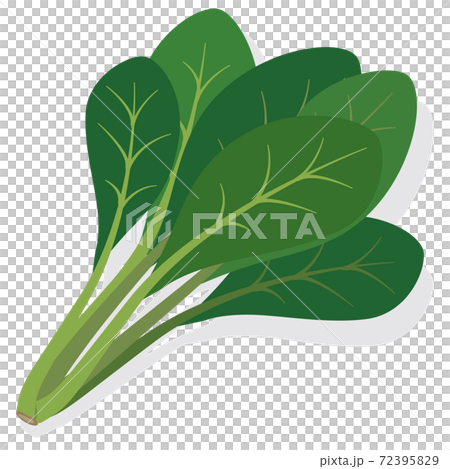 野菜イラスト 小松菜 食材・料理・素材 72395829