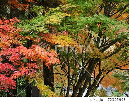 羅漢の里の紅葉　羅漢渓谷の紅葉 72395943
